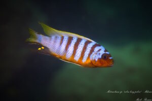 Metriaclima sp. 'zebra long pelvic'